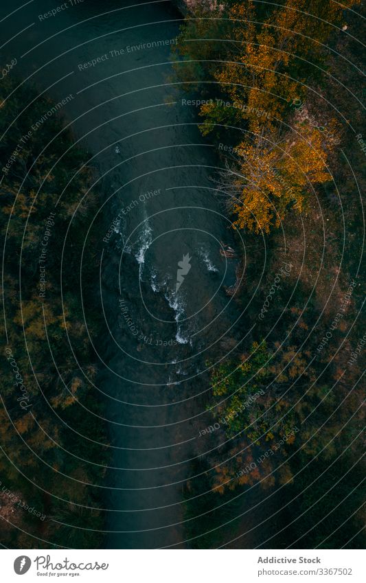 Stürmischer Flusslauf zwischen Bäumen im Wald strömen fließend Wasser Natur Baum grün reisen Bewegung Schönheit Umwelt natürlich Holz Laubwerk Tag Pflanze