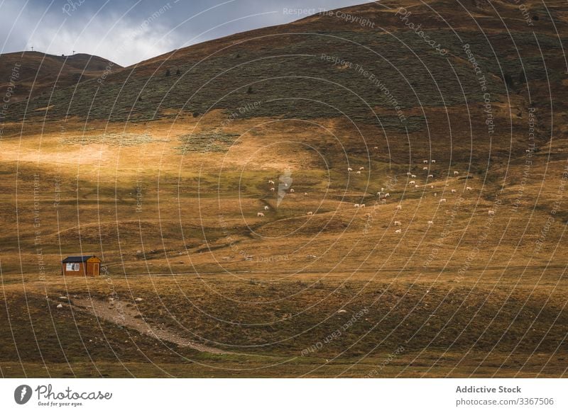 Bergtal mit weidendem Vieh Berge u. Gebirge Tal Weidenutzung Landschaft ländlich Haus Natur gelb Herbst malerisch Windstille reisen Tourismus Welt Urlaub Tag