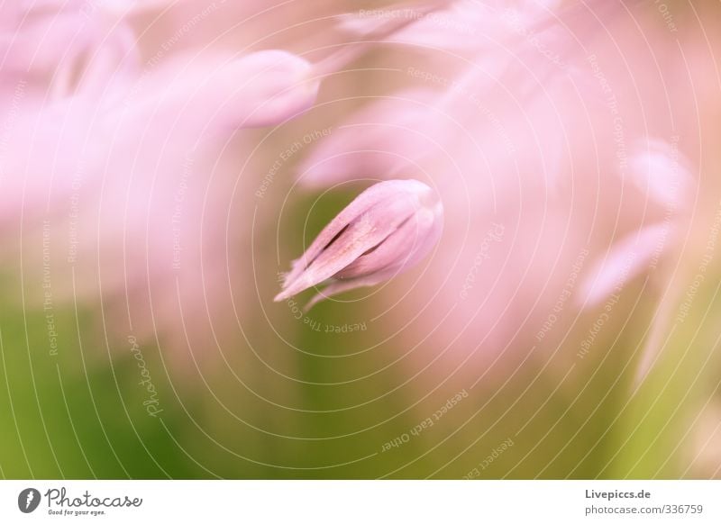 da Blume 2 Umwelt Natur Pflanze Sonnenlicht Frühling Blatt Blüte Nutzpflanze Garten leuchten ästhetisch Duft frisch schön natürlich Wärme rosa Warmherzigkeit