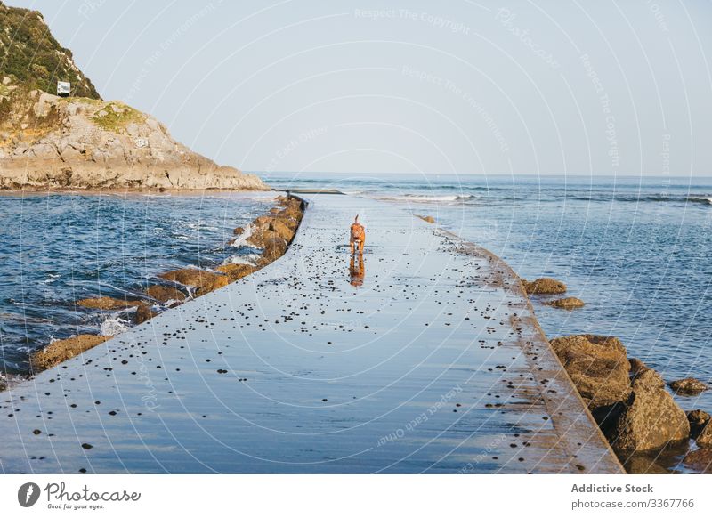 Hund rennt auf Steinpier Pier MEER Natur Küste winken Wasser Seeküste Haustier Spaziergang laufen Spanien lekeitio Baskenland Gaztelugatxe Eckzahn Tier Strand