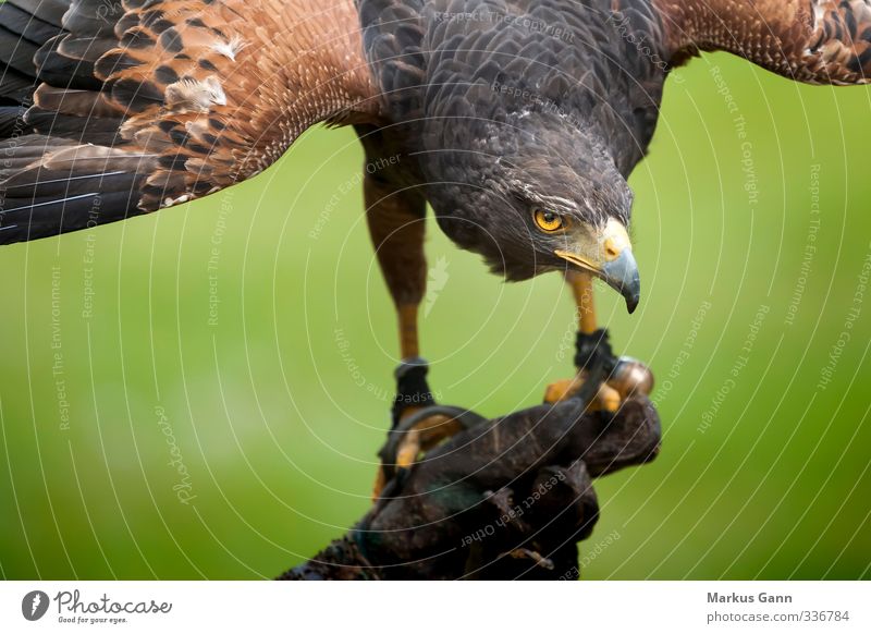 Habicht Natur Tier Wildtier Vogel 1 braun gelb grün Kraft Habichte Blick Auge Schnabel Handschuhe Feder Flügel Farbfoto Außenaufnahme Nahaufnahme Menschenleer