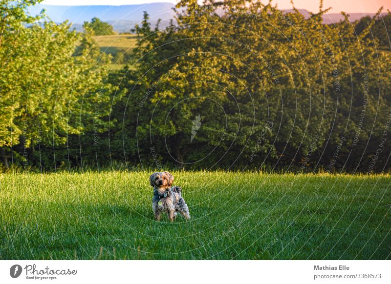 Terrier beim spazieren gehen Haustier Hund 1 Tier grau grün Westhighland-Terrier Wiese Sträucher Spaziergang Gassi gehen auslaufen Spielen Kleiner Hund