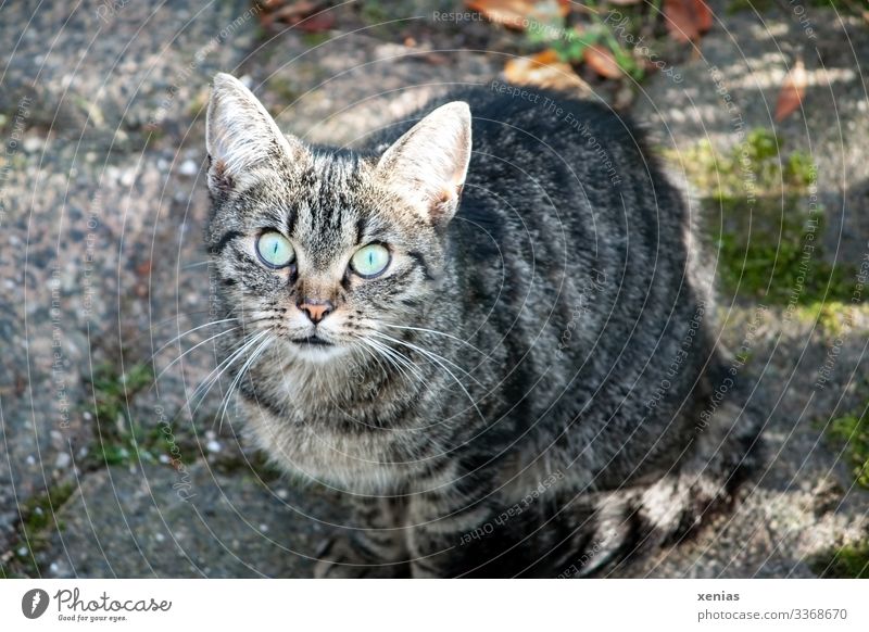 Katze schaut mit grünen Augen in die Kamera Häusliches Leben Tier Haustier Tiergesicht 1 hocken Blick sitzen Neugier grau Wachsamkeit Interesse Gefühle Vorsicht