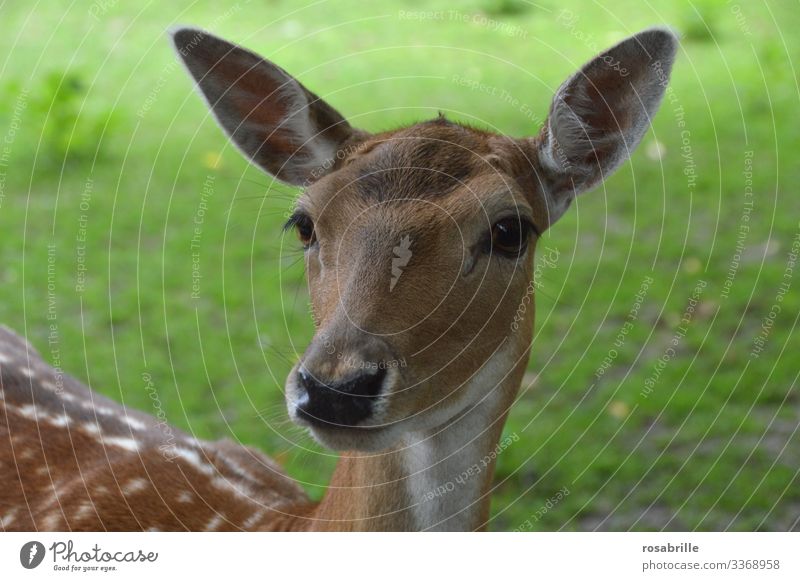 ein zahmes Reh spitzt seine großen Ohren, denn es hört ein leises | Geräusch große Ohren hören Geräusche lauschen wachsam Wachsamkeit Tier Wildtier Tierporträt