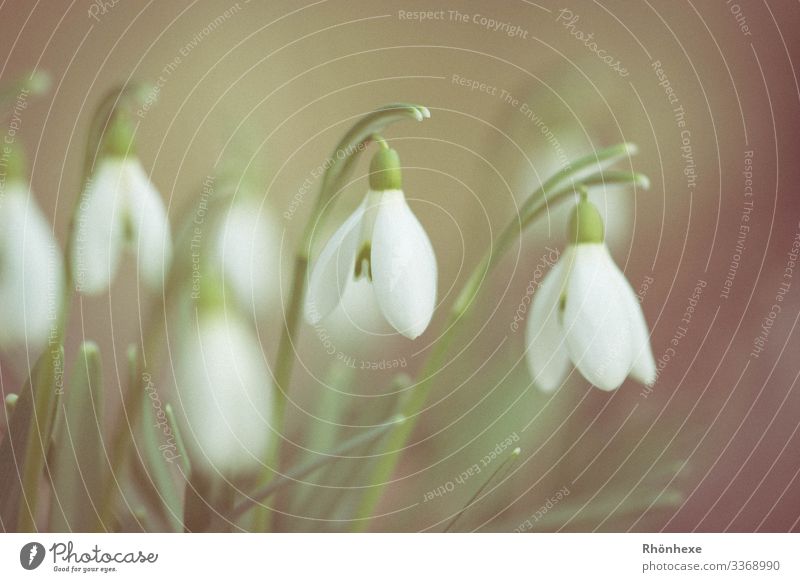 snowdrops Natur Pflanze Frühling Blume grün weiß Schneeglöckchen Blütenknospen schön Frühlingsbote Naturliebe Farbfoto Menschenleer Textfreiraum oben Tag