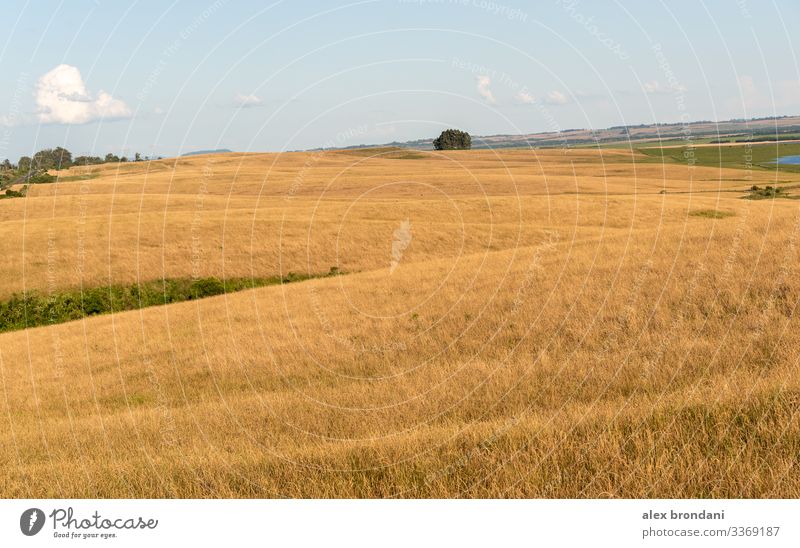 Agropastorale Landschaft im Süden Brasiliens an der Grenze zu Uruguay1 Ackerbau Tier Rindfleisch blau bovin Brasilianer Rassenmischung Zucht braun Wade Pflege