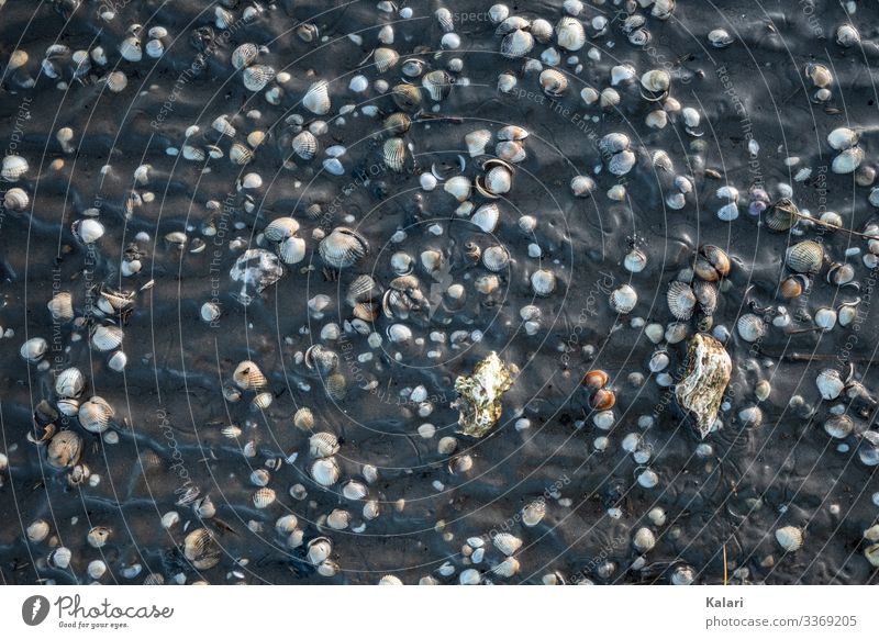 Muscheln im Schlick im Wattenmeer von oben bei Ebbe muscheln schlick ebbe wattenmeer nordsee vogelperspektive wattwandern priel hallig büsum flach gegenlicht