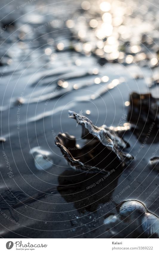 Austern im Wattenmeer Meeresfrüchte Angeln Ausflug Strand Umwelt Tier Wasser Wellen Küste Nordsee Nutztier Totes Tier Muschel 1 atmen Essen liegen kalt nass