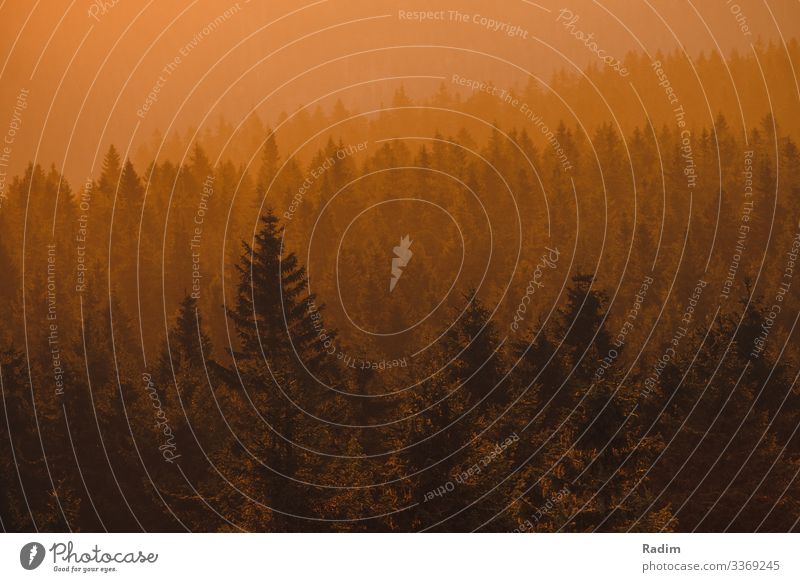 Wald im Licht des Sonnenuntergangs Sonnenuntergangslicht forstwirtschaftlich Natur Berge wild Wildnis Frühling Fichte Baum baumlinie im Freien Wälder