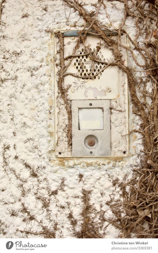 Hauswand mit Klingel, Gegensprechanlage und Rankpflanze Pflanze Kletterpflanzen Mauer Wand Namensschild alt dreckig hässlich hell einzigartig kaputt nah retro