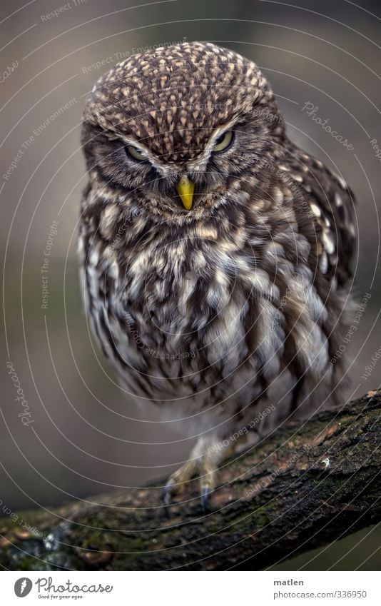 owlet Tier Tiergesicht 1 beobachten hocken braun gelb Ast heimlich beobachtend Farbfoto Gedeckte Farben Menschenleer Tag Tierporträt Vorderansicht Blick