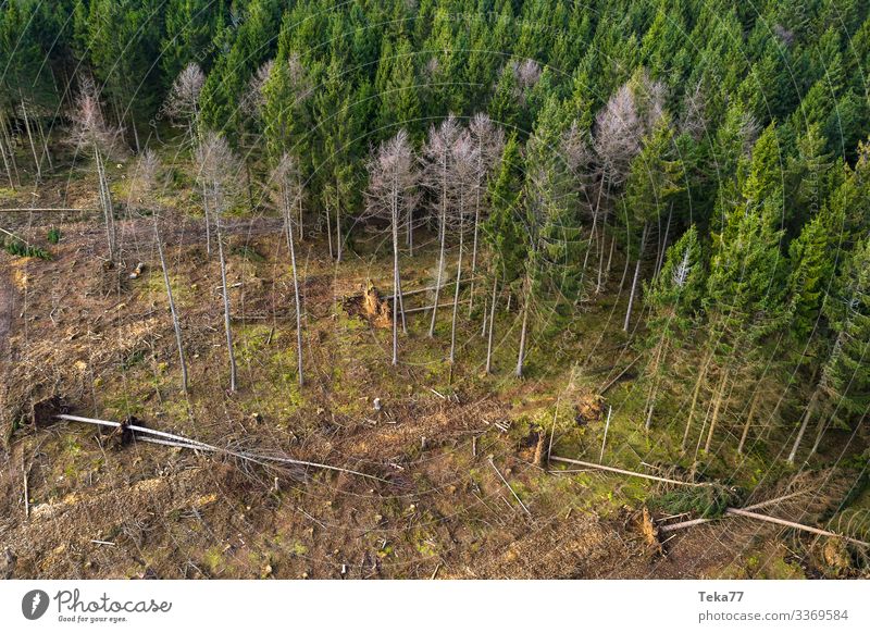 #Nadelwald mit Sturmschäden 2 Winter Umwelt Natur Landschaft Wald ästhetisch Sturmschaden Orkan Orkan Kyrill Farbfoto Außenaufnahme Luftaufnahme