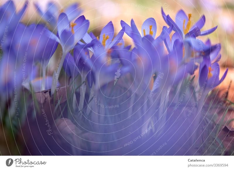 Krokusse blühen, violett leuchten sie Natur Pflanze Frühling Blume Blatt Blüte Wildpflanze Garten Park Wiese Blühend verblüht Wachstum schön grün orange