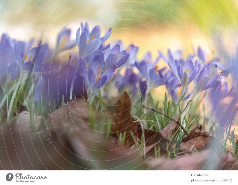 Frühling schon bald, der Krokus blüht Natur Pflanze Schönes Wetter Blume Gras Blatt Blüte Krokusse Laub Garten Park Wiese Blühend verblüht schön braun gold grün