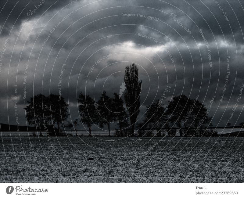 Baumgruppe Umwelt Natur Landschaft Pflanze Schnee Feld dunkel schön Degersen Wolken Winter Traurigkeit Heimat Farbfoto Außenaufnahme Tag Dämmerung Totale