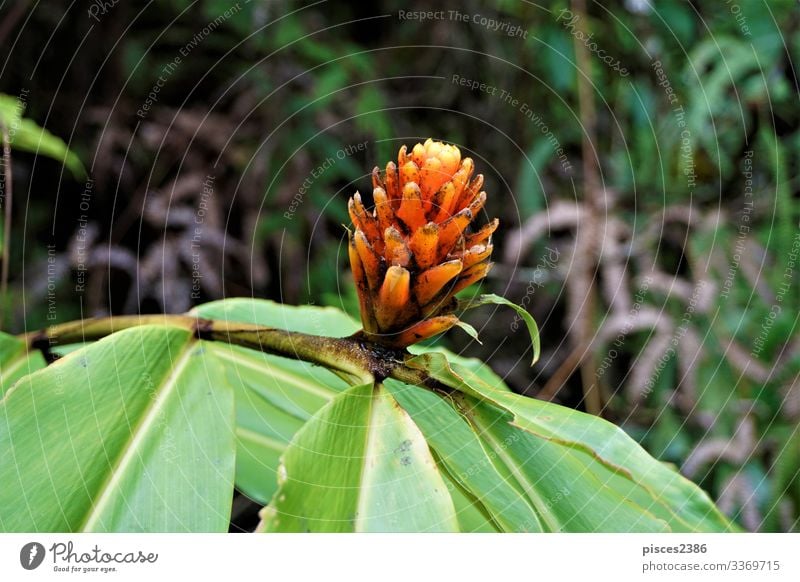 Guzman Conifer Bromeliad spotted in Las Quebradas Natur Pflanze gelb natural guzman flower orange red prickly flower planen fiery blossom bloom beauty beautiful