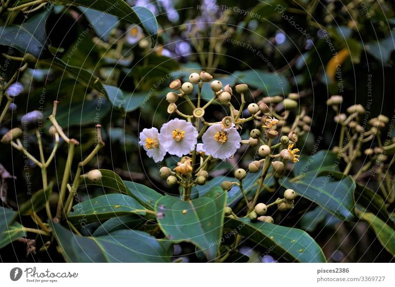 Unidentified plant spotted in the Curi-Cancha Reserve Natur Pflanze Ferien & Urlaub & Reisen leaf leaves luxuriant greenhouse fresh magnificent natural