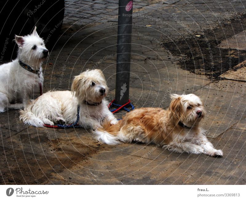 Fleischerei Jacob Tier Hund 2 warten Neugier niedlich Appetit & Hunger fixieren liegen Nervosität Wachsamkeit Farbfoto Außenaufnahme Tag Tierporträt