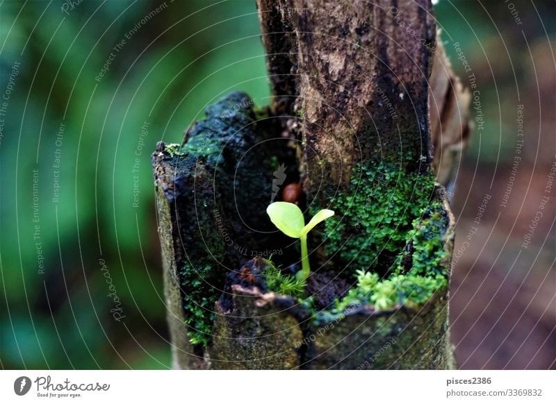 Seedling growing on trunk in Las Quebradas Getränk Natur Pflanze springen plantation planen ripe sapling seedlings organic leaf leaves natural small soil