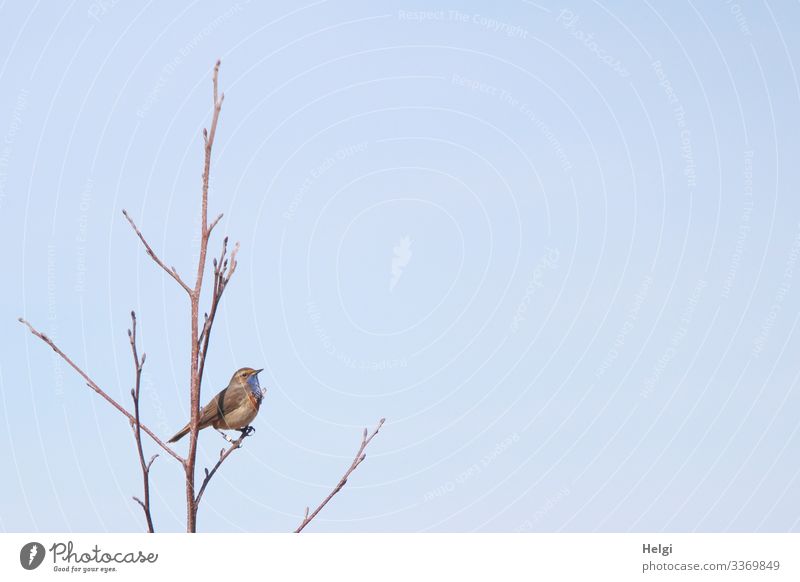 Blaukehlchen sitzt auf einem kahlen Zweig vor blauem Himmel Baum Tier Wildtier Vogel 1 festhalten Blick stehen außergewöhnlich einzigartig klein natürlich braun