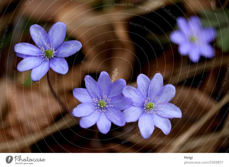 lila Leberblümchen am Waldboden aus der Vogelperspektive Umwelt Natur Pflanze Frühling Schönes Wetter Blume Blüte Blühend Wachstum authentisch schön klein