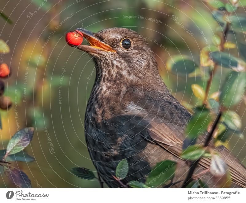 Amsel mit Beere im Schnabel Natur Tier Sonnenlicht Schönes Wetter Baum Sträucher Blatt Beeren Wildtier Vogel Tiergesicht Flügel Kopf Auge Feder gefiedert 1