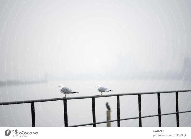 Möwen im Nebel Wasser Klima schlechtes Wetter Hafen Vogel Möwenvögel 2 Tier Geländer beobachten hocken sitzen stehen warten einfach Zusammensein kalt nass