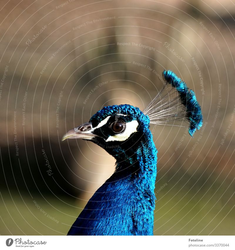 Pfau II Umwelt Natur Tier Wildtier Vogel Tiergesicht 1 frei hell nah natürlich schön Wärme blau braun schwarz weiß Feder Schnabel Auge Farbfoto mehrfarbig