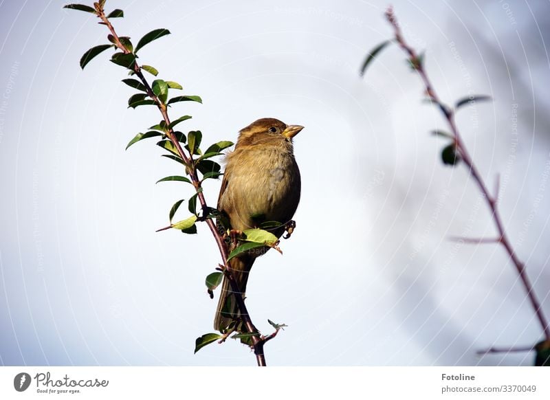 kleiner Spatz Umwelt Natur Pflanze Tier Himmel Wolkenloser Himmel Sträucher Garten Wildtier Vogel 1 hell nah natürlich braun grün Ast Zweig Farbfoto mehrfarbig