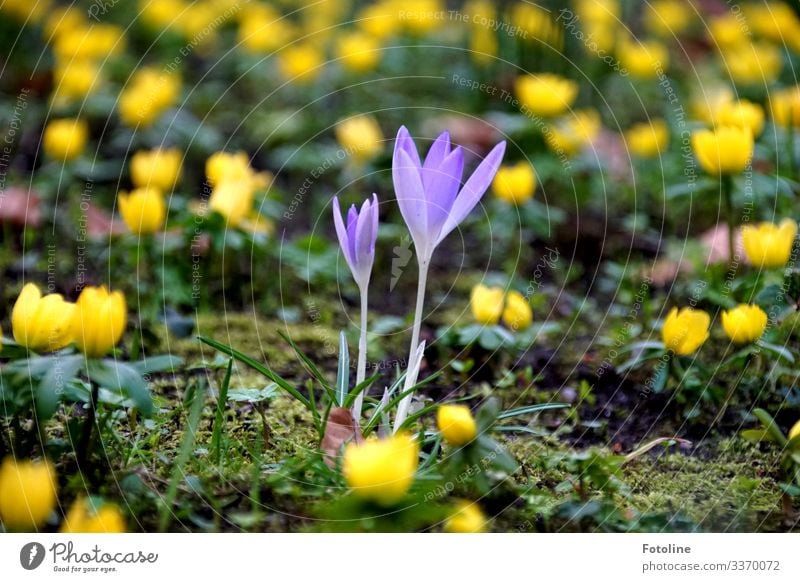 Krokusse Umwelt Natur Landschaft Pflanze Urelemente Erde Sand Frühling Schönes Wetter Blume Blüte Garten Park hell klein nah natürlich gelb grün violett