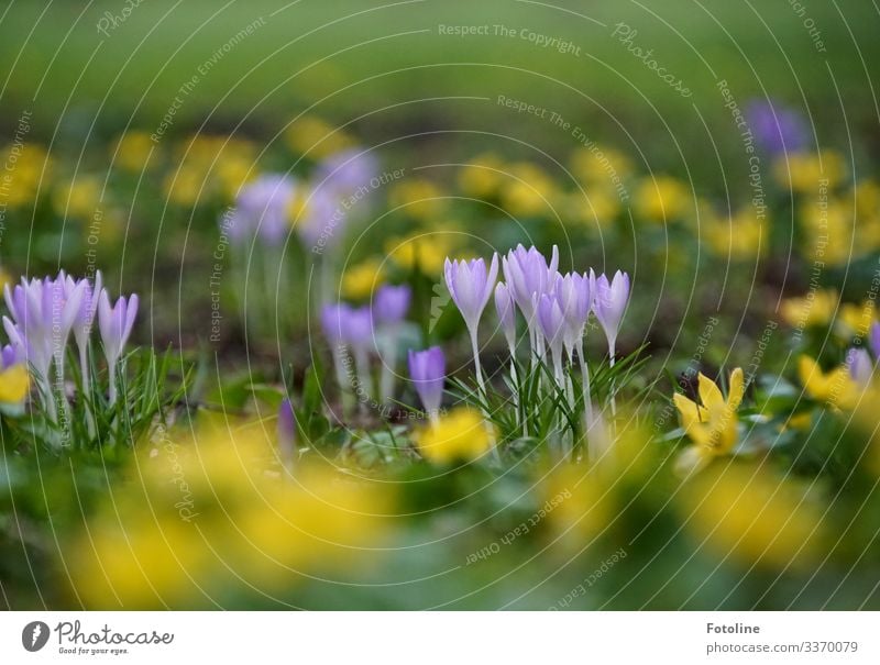 Frühlingswiese Umwelt Natur Landschaft Pflanze Urelemente Erde Blume Blüte Garten Park Wiese nah natürlich gelb grün violett Frühblüher Frühlingsgefühle