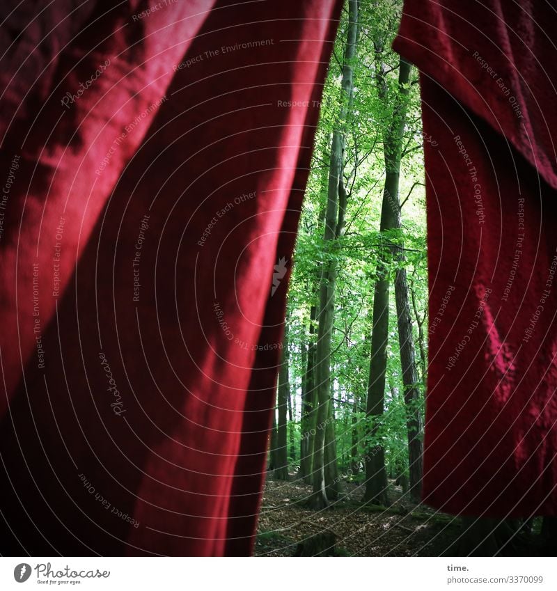 healthy forest final curtain Sonnenlicht Schatten Außenaufnahme Farbfoto Irritation skurril Rätsel Kreativität komplex Inspiration Idee Überraschung hängen Wald