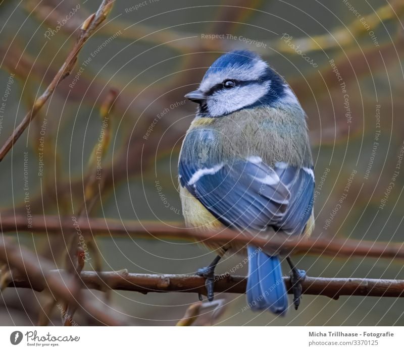 Blaumeise schaut sich um Natur Tier Sonnenlicht Schönes Wetter Baum Sträucher Zweige u. Äste Wildtier Vogel Tiergesicht Flügel Krallen Meisen Kopf Auge Schnabel