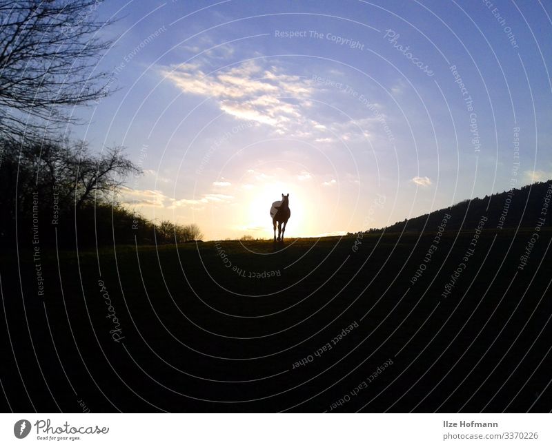 Pferd auf Koppel im Sonnenuntergang Reiten Ferien & Urlaub & Reisen Ausflug Abenteuer Ferne Freiheit Reitsport Natur Landschaft Luft Himmel Wolken Horizont