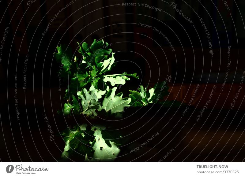 Ein Zweig grünes Eichenlaub vor dunklem Hintergrund wird von einem Sonnenstrahl beleuchtet Eichenblatt Sonnenlicht leuchten Blatt Natur Farbfoto dunkel