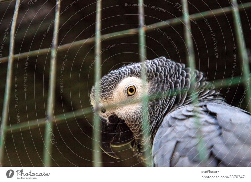 Afrikanischer Graupapagei Psittacus erithacus Natur Tier Haustier Vogel Tiergesicht 1 grau Einsamkeit Papagei Kongo-Graupapagei Kongo-Afrikanischer Graupapagei