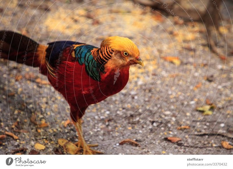 Männlicher chinesischer Goldfasan Chrysolophus pictus Mann Erwachsene Natur Tier Wildtier Vogel Tiergesicht Flügel 1 blau gelb rot Chinesischer Goldfasan Fasan