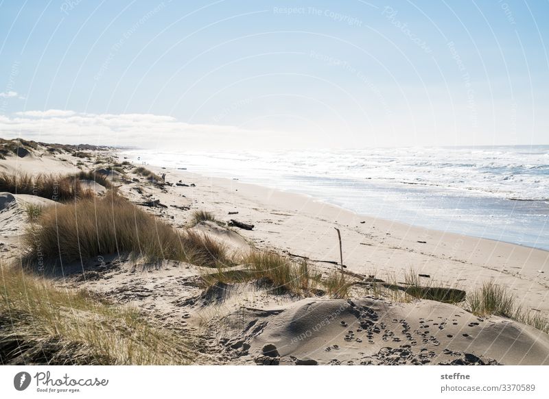 Meerblick ueber Duene und Sandstrand Natur Landschaft Schönes Wetter wild Düne Stranddüne Ferien & Urlaub & Reisen Camping rau Dünengras Oregon Farbfoto