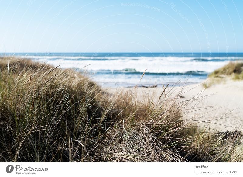 Duenengras mit Meer im Hintergrund Natur Landschaft Schönes Wetter Düne Stranddüne Sand Ferien & Urlaub & Reisen Dünengras Oregon Gedeckte Farben Außenaufnahme