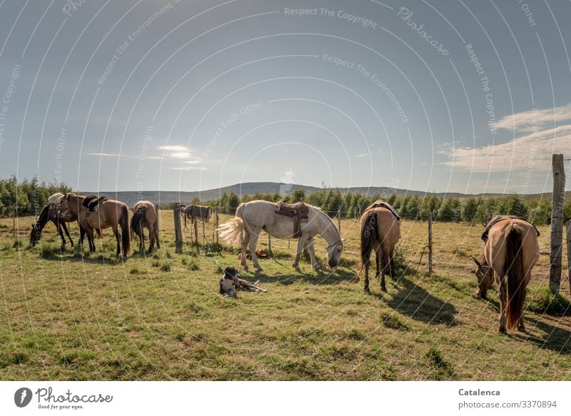 Pferde und Hund am Zaun warten Weiß Grün Sommer Landwirtschaft Himmel Landschaft Tag Tageslicht Wiese Pampa Weide Gras Pflanze geduldig stehen Nutztiere Tier