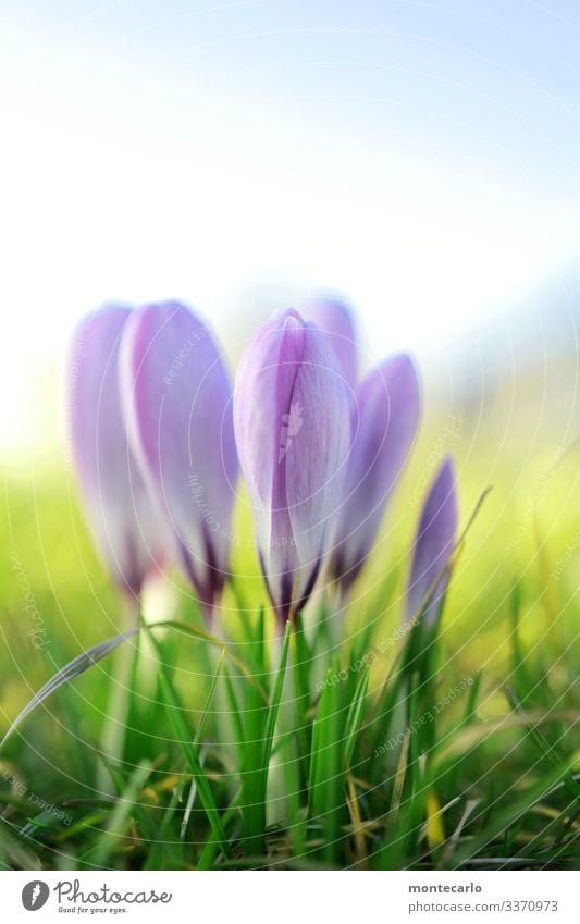 ... und noch eins Umwelt Natur Pflanze Frühling Schönes Wetter Blume Gras Blatt Grünpflanze Wildpflanze Krokusse Duft dünn authentisch schön klein nah natürlich