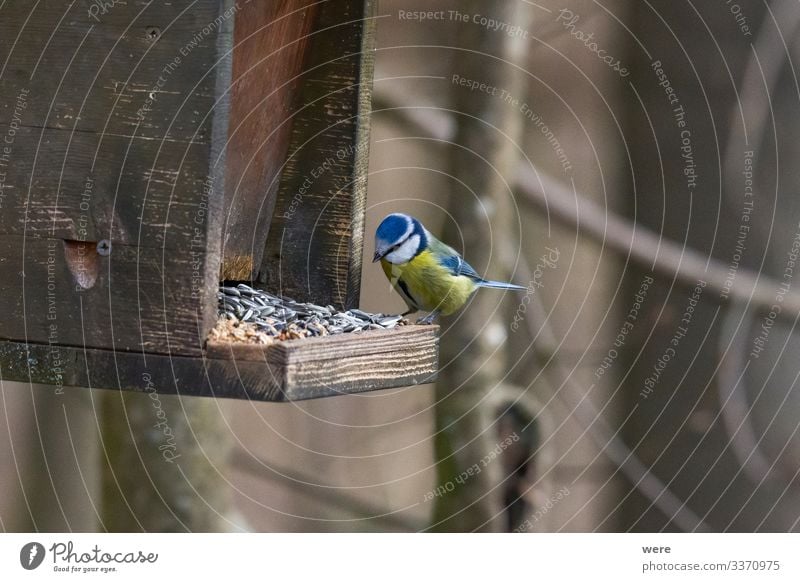 blue tit on a branch near the bird feeder Winter Natur Tier schön klein Blue tit Cyanistes caeruleus Parus Ater Periparus Ater Winterbird animal bird feeding