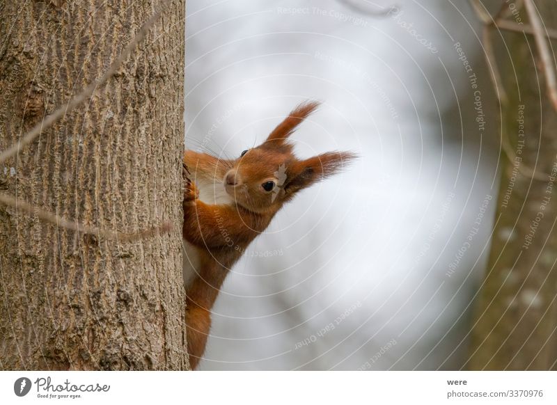 European brown squirrel in winter coat on a branch in the forest Natur Tier Wildtier Eichhörnchen 1 weich Hintergrundbild animal branches copy space cuddly