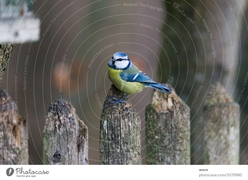 blue tit on a branch near the bird feeder Winter Natur schön klein Blue tit Cyanistes caeruleus Parus Ater Periparus Ater Winterbird animal bird feeding Branche