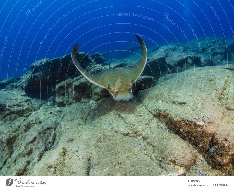 Adlerauge schwimmt in der Nähe des felsigen Bodens Reichtum schön Ferien & Urlaub & Reisen Sommer Strand Meer Insel tauchen Natur Tier Sand Wolken