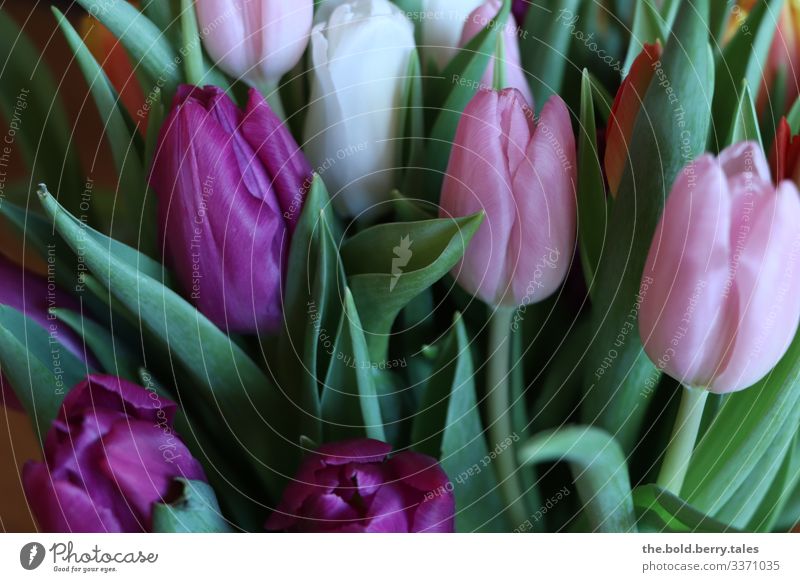 Tulpen lila-rosa Pflanze Blume Blüte Freundlichkeit Fröhlichkeit frisch schön grün violett Optimismus Leben Farbe Freude Farbfoto mehrfarbig Innenaufnahme