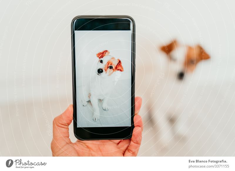 Unkenntliche Frau, die mit dem Handy ein Foto von dem süßen Hund Jack Russell zu Hause macht. Technologie und Haustier-Konzept jack russell Bild Bildschirm