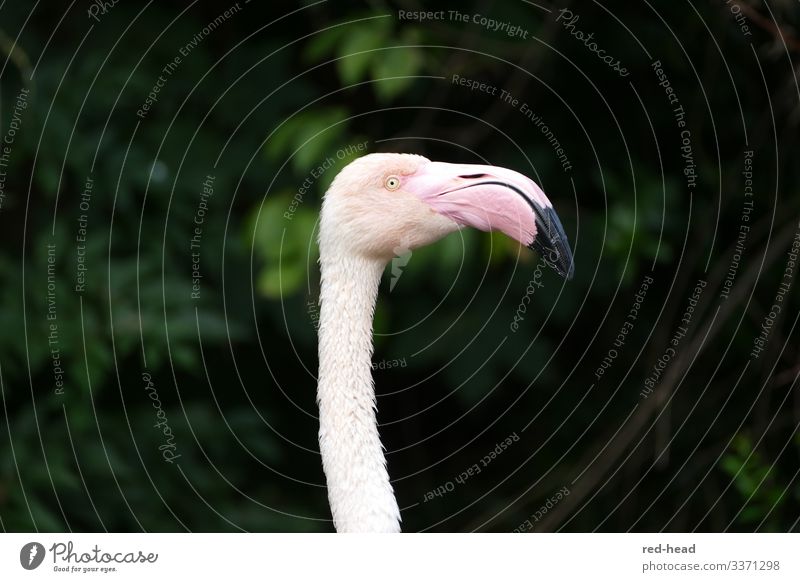 hellrosa Flamingo (Kopf und Hals)  im Profil vor dunkelgrünem Hintergrund, Blick nach rechts beobachten Natur Tier Park Vogel Tiergesicht Zoo 1 ästhetisch