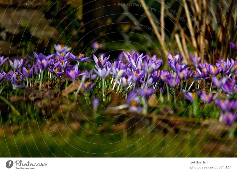 Frühblüher Blume Blühend Blüte Garten Gras Schrebergarten Menschenleer Natur Pflanze Rasen ruhig Textfreiraum Tiefenschärfe Wiese Kleingartenkolonie