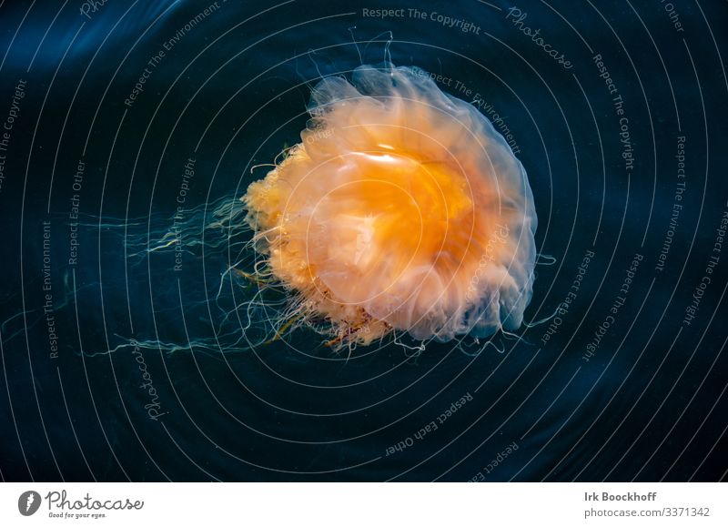 schöne und gefährliche Feuerqualle in der Ostsee Ferien & Urlaub & Reisen Tourismus Sommer Sommerurlaub Strand Meer Insel Schwimmen & Baden tauchen Umwelt Natur